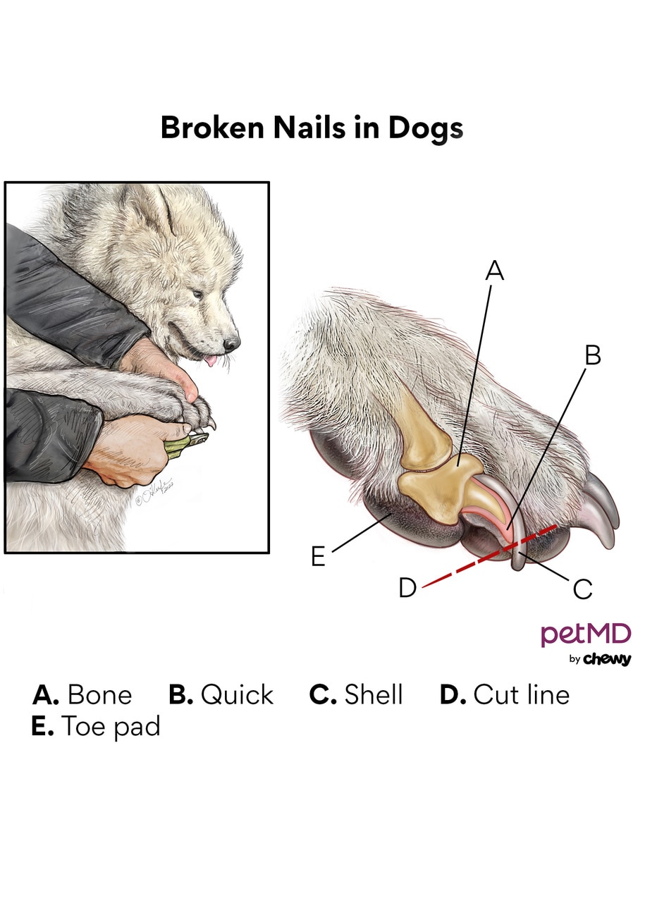 Dog dew clearance claw pad injury